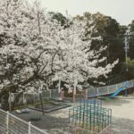 2020年度菅島保育所退所式の園庭の満開の桜