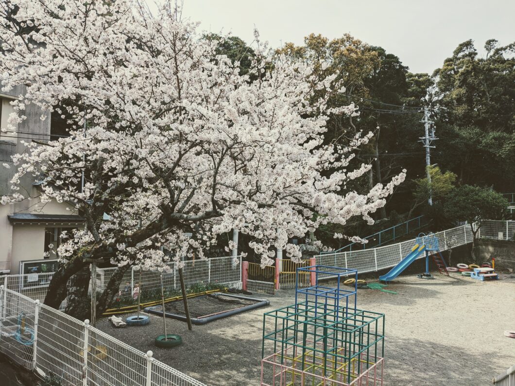 2020年度菅島保育所退所式の園庭の満開の桜