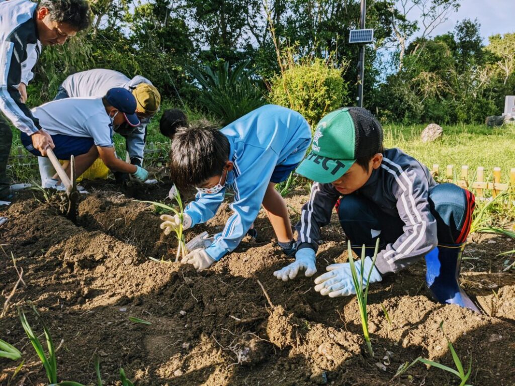 水仙活動で水仙の球根を植える菅島小学校児童